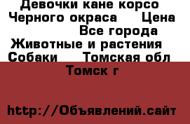 Девочки кане корсо. Черного окраса.  › Цена ­ 65 000 - Все города Животные и растения » Собаки   . Томская обл.,Томск г.